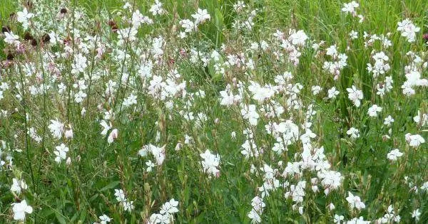Wunderschöne Kerze (Gaura lindheimeri 'Wirbelnder Schmetterling')