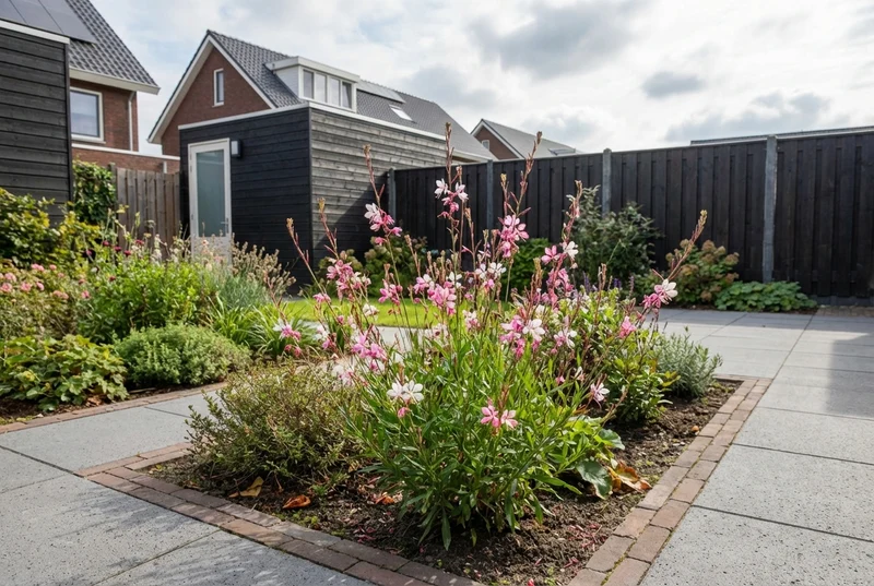 Wunderschöne Kerze (Gaura lindheimeri 'Summer Emotions')