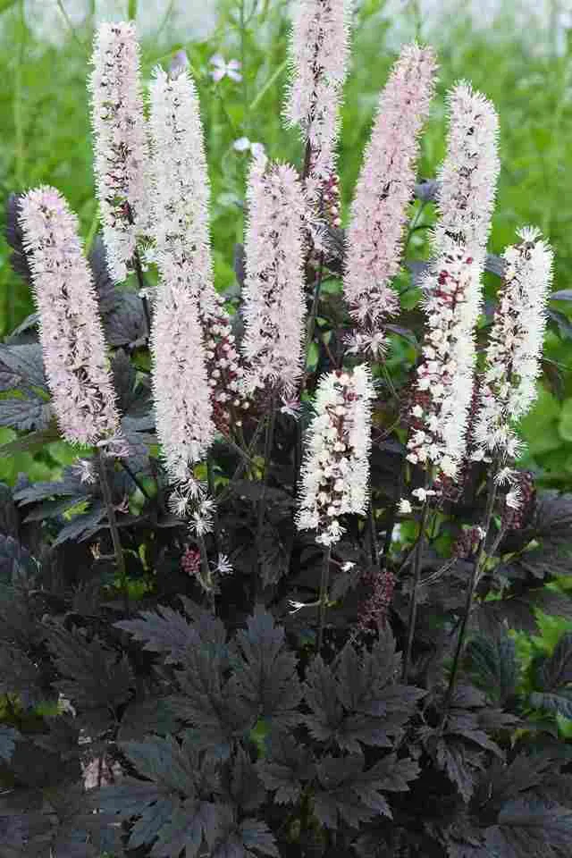 Traubensilberkerze (Actaea cimicifuga ramosa 'Chocoholic')