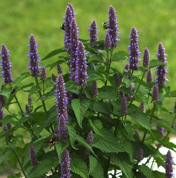 Süßholzpflanze (Agastache foeniculum)