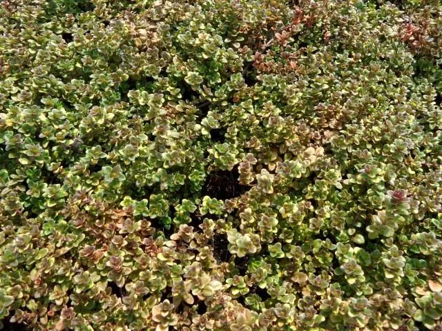 Thymian (Thymus 'Doone Valley')