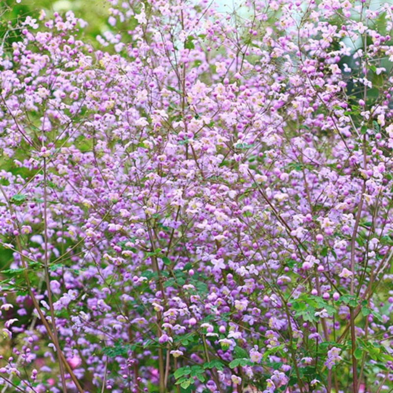 Rotbraun (Thalictrum delavayi)