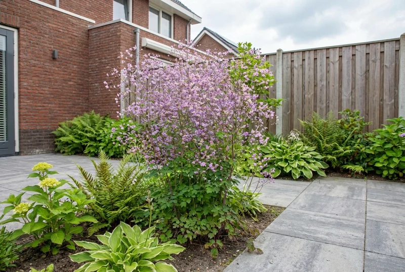 Rotbraun (Thalictrum delavayi)