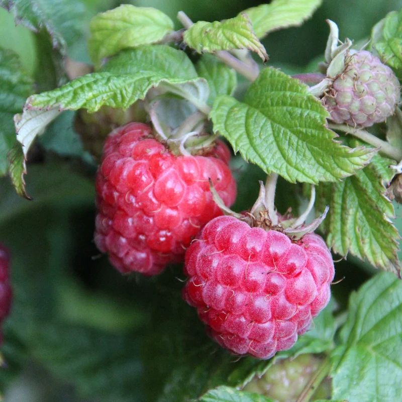 Bio-Himbeere 'Glen Ample'