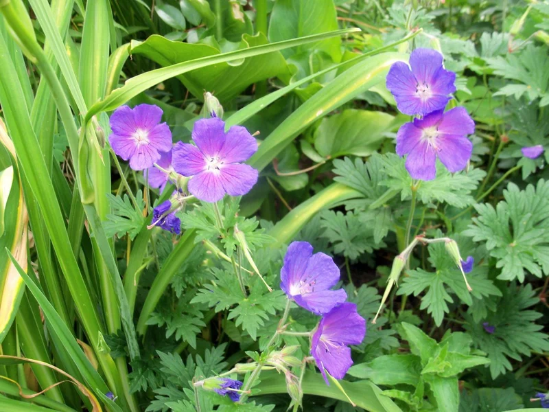 Storchschnabel (Geranium himalayense)