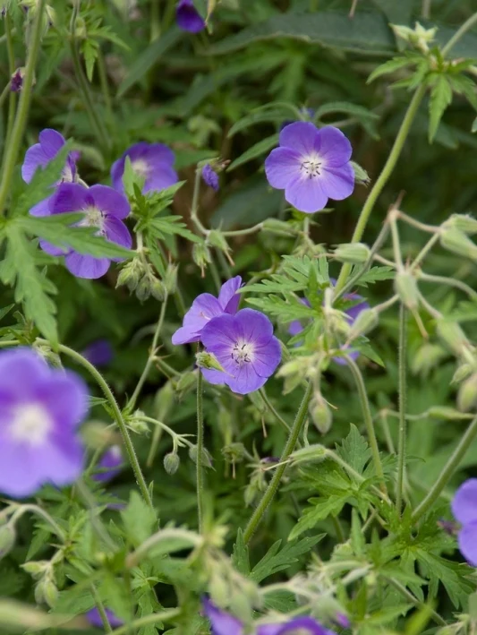 Storchschnabel (Geranium 'Brookside')
