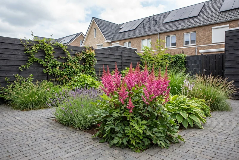 Spirea (Astilbe chinensis 'Vision Red')
