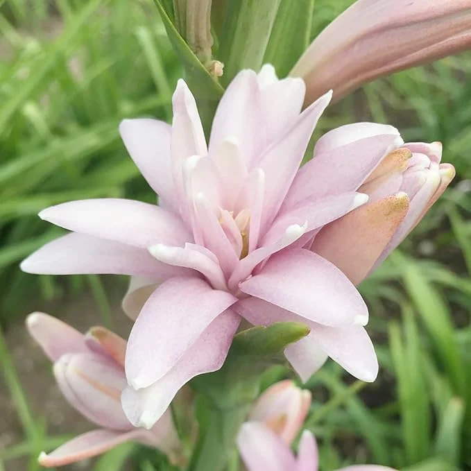 Pink Tuberose Seeds Fragrant Perennial Showy Cut Flowers, Deer And Rabbit Resistant for Garden Bed, Border, Patio And Container