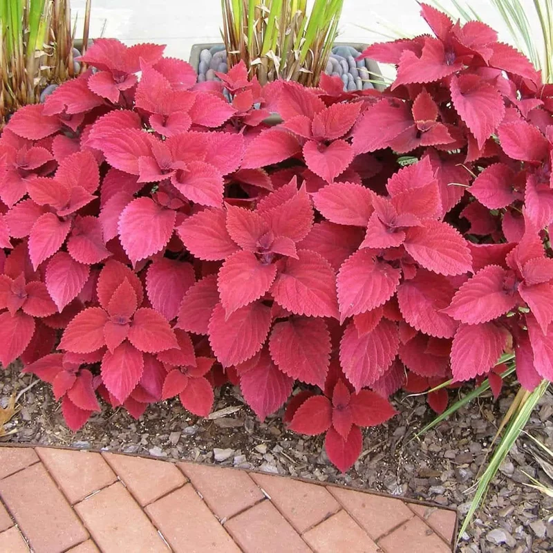 Coleus Redhead Seeds | Low Maintenance Evergreen Herb | Showy Red Foliage for Beds, Borders, and Containers, Outdoor Garden Seeds