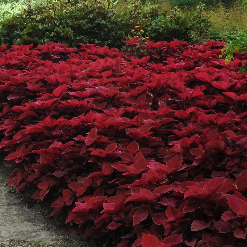 Coleus Redhead Seeds | Low Maintenance Evergreen Herb | Showy Red Foliage for Beds, Borders, and Containers, Outdoor Garden Seeds
