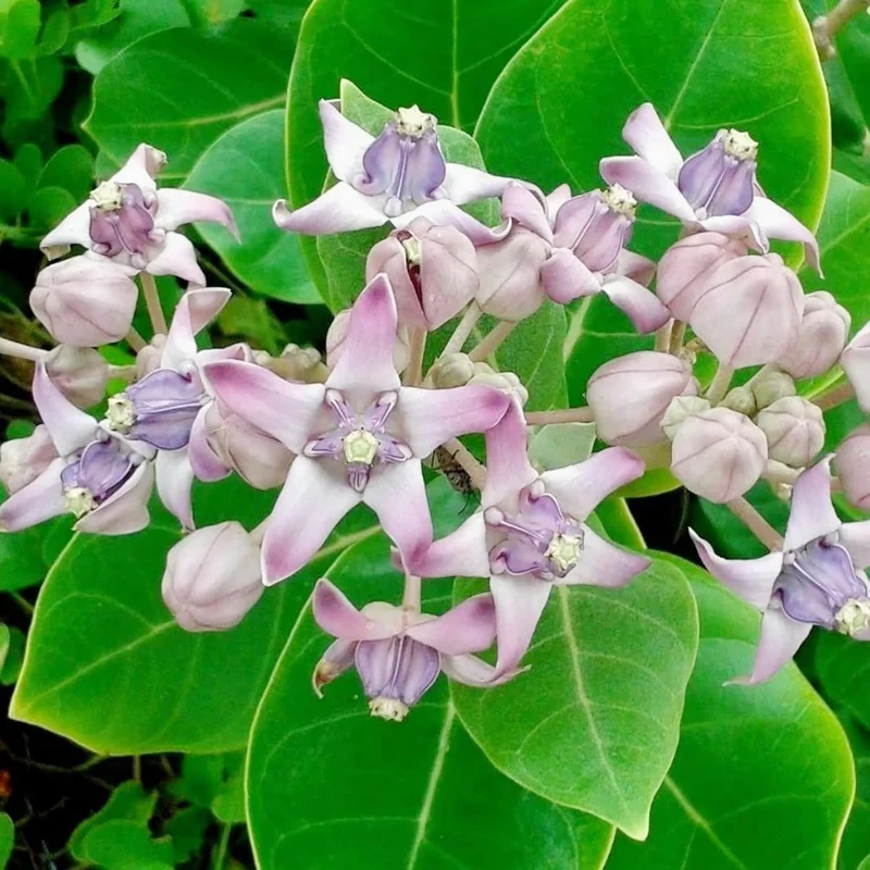 Calotropis Gigantea Seeds Giant Milkweed