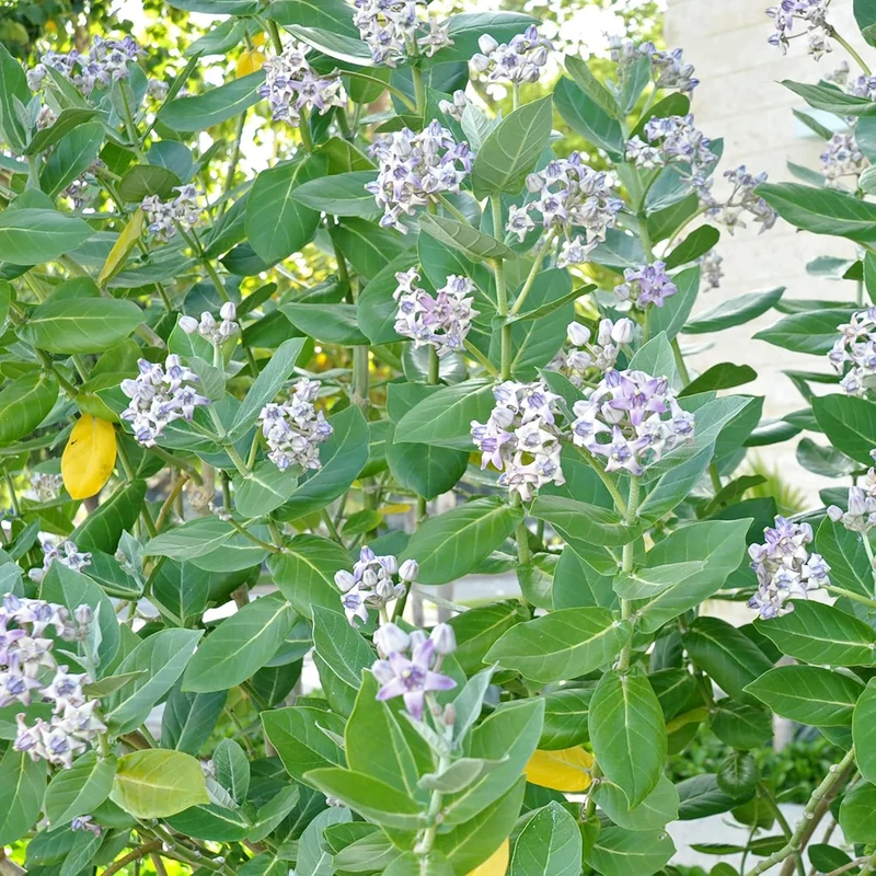 Calotropis Gigantea Seeds Giant Milkweed