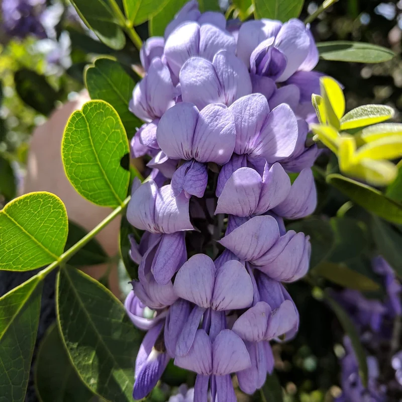 Texas Mountain Laurel Tree Seeds – Sophora secundiflora Evergreen