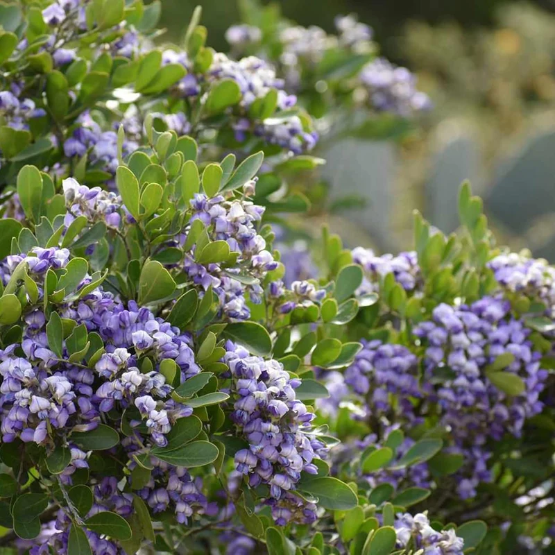 Texas Mountain Laurel Tree Seeds – Sophora secundiflora Evergreen