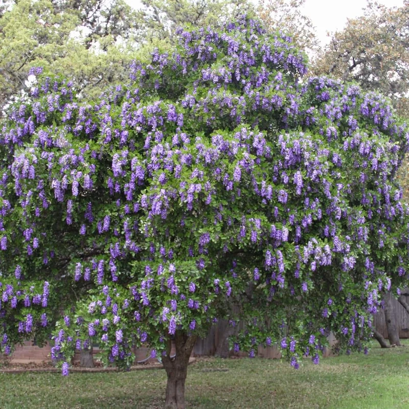 Texas Mountain Laurel Tree Seeds – Sophora secundiflora Evergreen