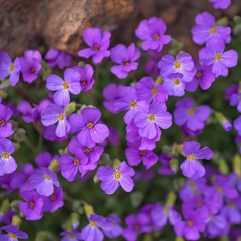 Rainbow Creeping Thyme And Mixed Rock Cress - Perennial Ground Cover Flower for Home Garden