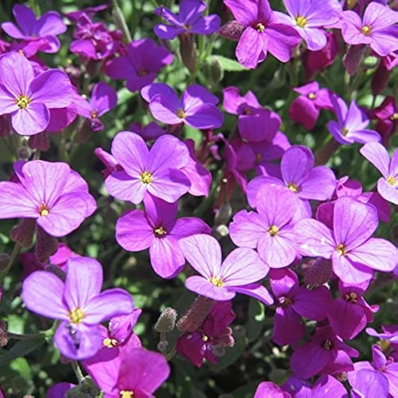 Rainbow Creeping Thyme And Mixed Rock Cress - Perennial Ground Cover Flower for Home Garden