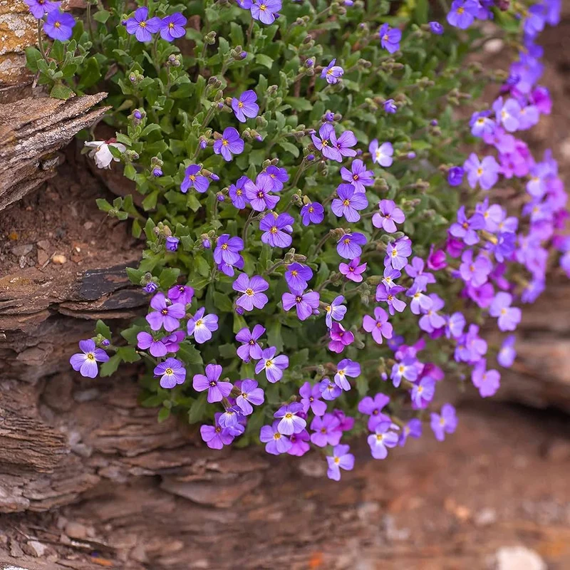 Rainbow Creeping Thyme And Mixed Rock Cress - Perennial Ground Cover Flower for Home Garden