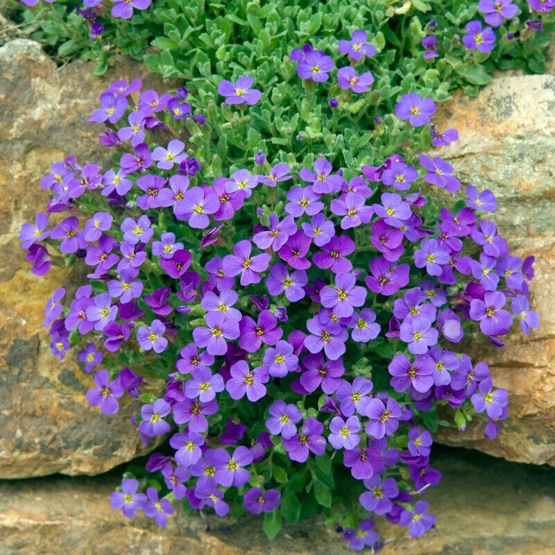 Rainbow Creeping Thyme And Mixed Rock Cress - Perennial Ground Cover Flower for Home Garden
