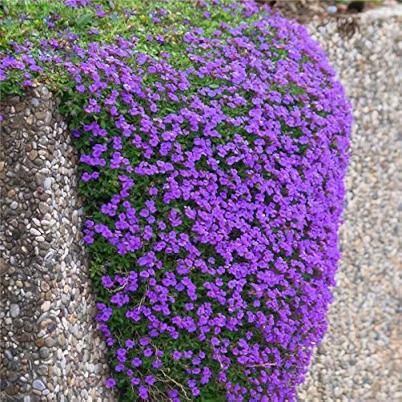 Rainbow Creeping Thyme And Mixed Rock Cress - Perennial Ground Cover Flower for Home Garden