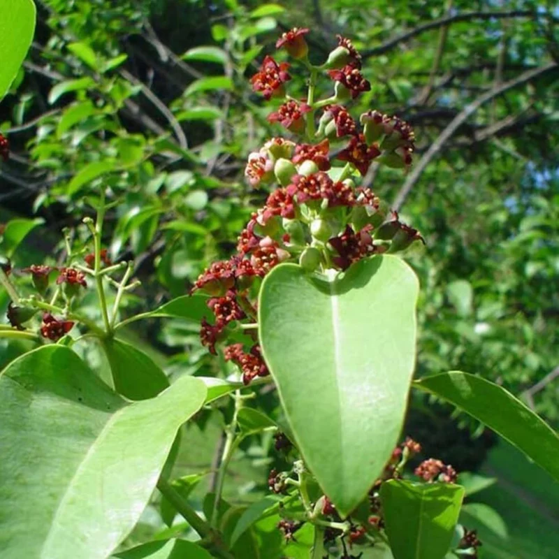 Santalum Album Seeds for Planting Indian Sandalwood Fragrant Evergreen Tree for Gardens And Outdoors
