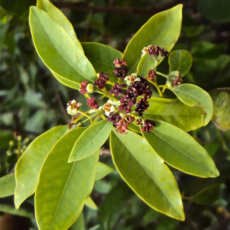 Santalum Album Seeds for Planting Indian Sandalwood Fragrant Evergreen Tree for Gardens And Outdoors