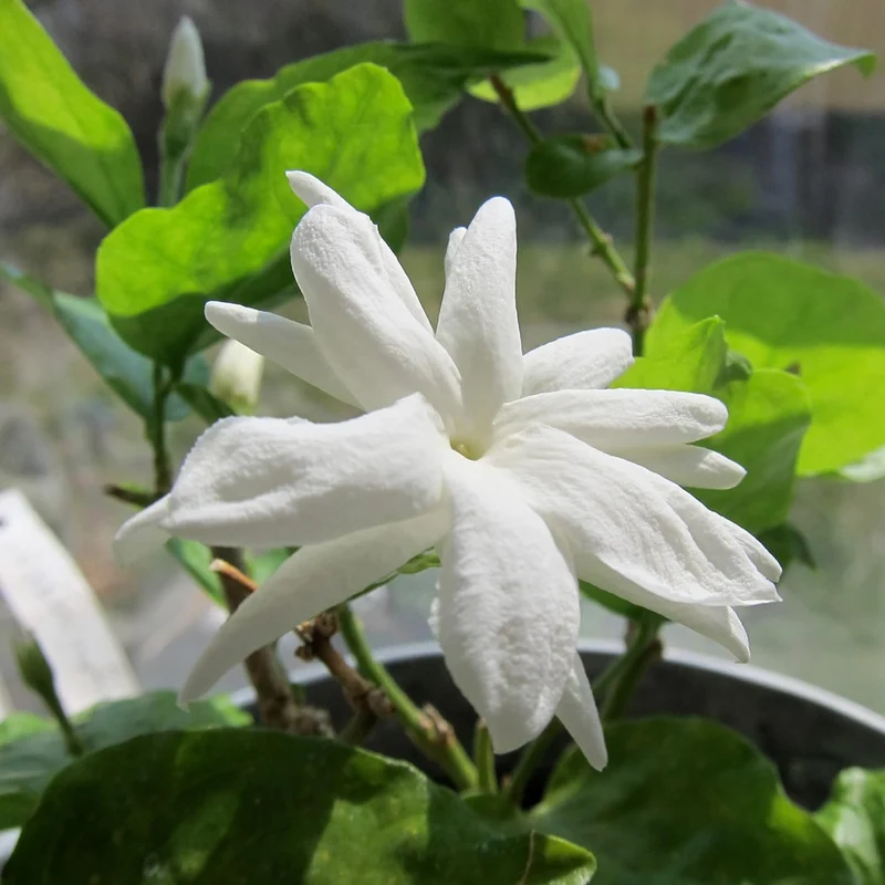 Jasminum Sambac Seeds Arabian Jasmine, Fragrant Broadleaf Evergreen for Patio Borders And Outdoor Gardens, Low Maintenance Flower Seeds