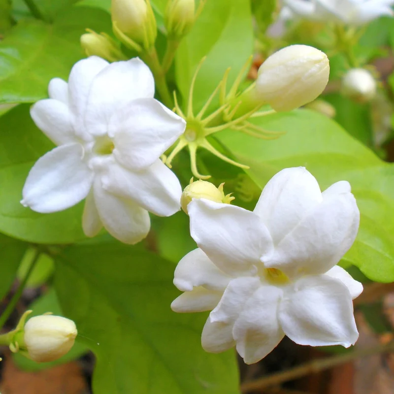 Jasminum Sambac Seeds Arabian Jasmine, Fragrant Broadleaf Evergreen for Patio Borders And Outdoor Gardens, Low Maintenance Flower Seeds