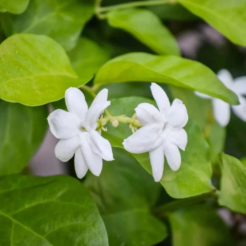 Jasminum Sambac Seeds Arabian Jasmine, Fragrant Broadleaf Evergreen for Patio Borders And Outdoor Gardens, Low Maintenance Flower Seeds