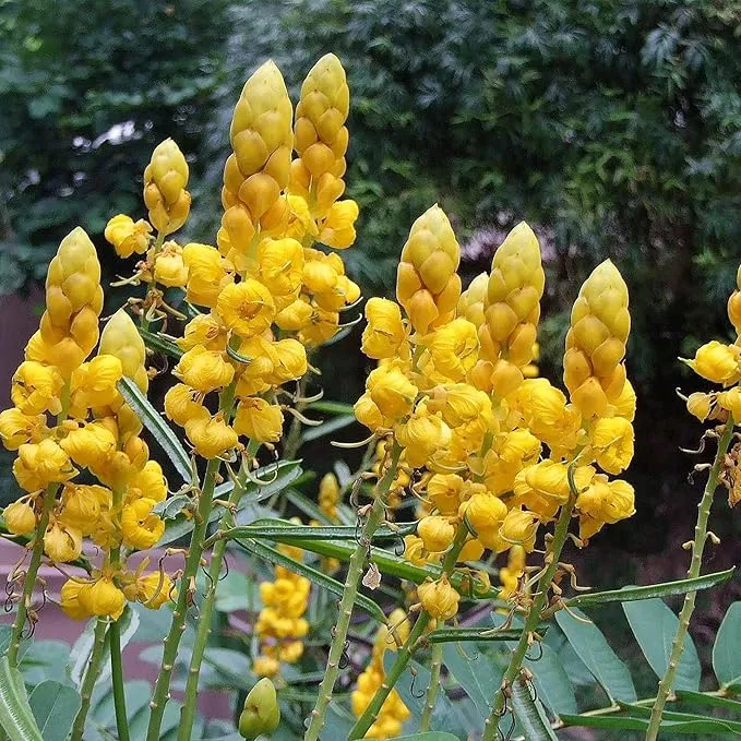 Cassia Alata Seeds – Senna alata Evergreen Shrub for Ornamental Borders & Landscapes