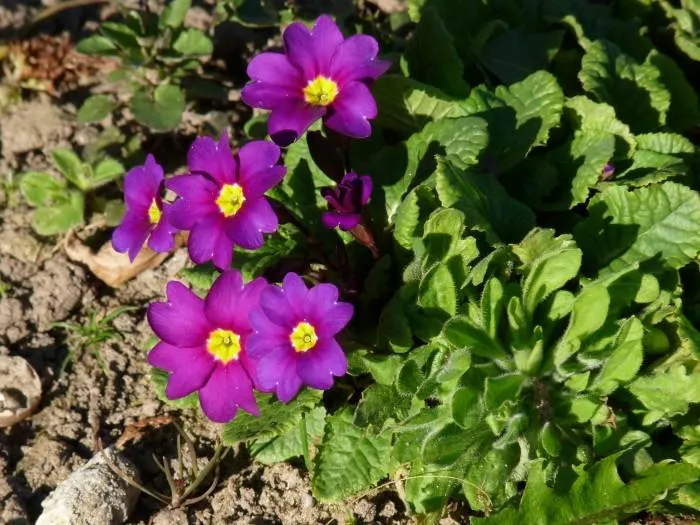 Primel (Primula (J) 'Wanda')