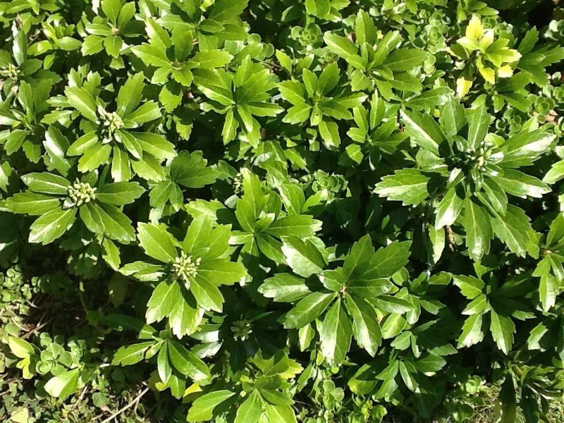 Schattenkraut (Pachysandra terminalis)
