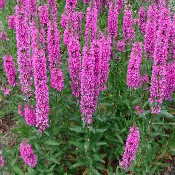 Blutweiderich (Lythrum salicaria)