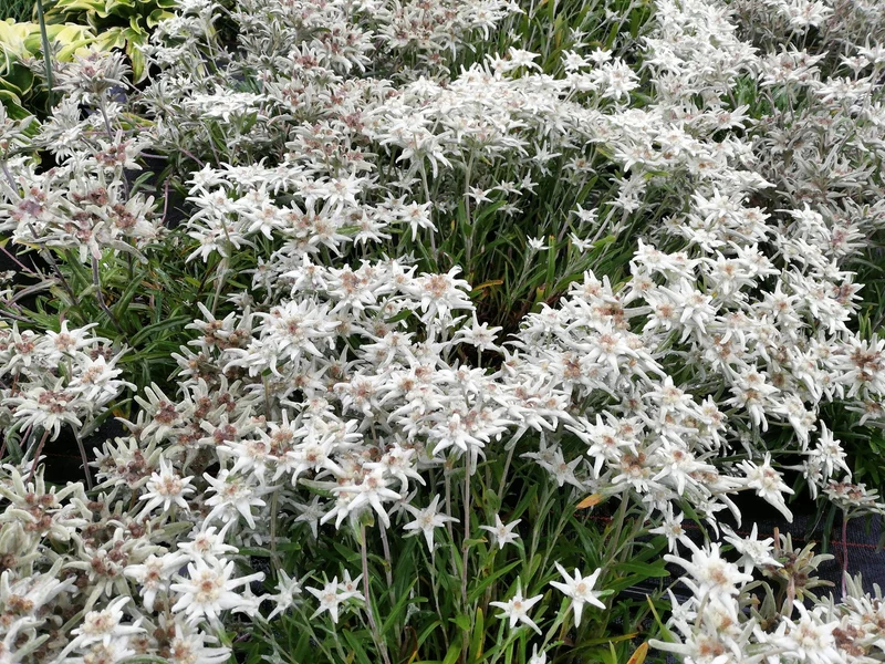 Edelweiß (Leontopodium alpinum)