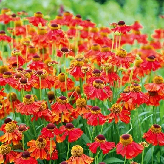 Nieswurz (Helenium 'Moerheim Beauty')