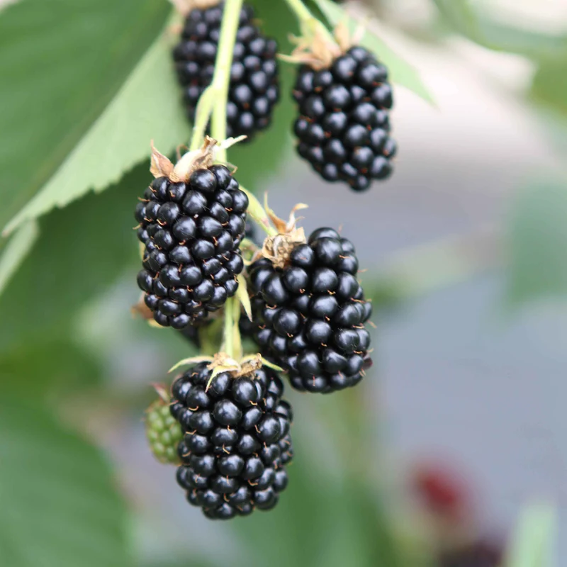 Bio-Brombeere 'Dirksen Thornless' Stachellos