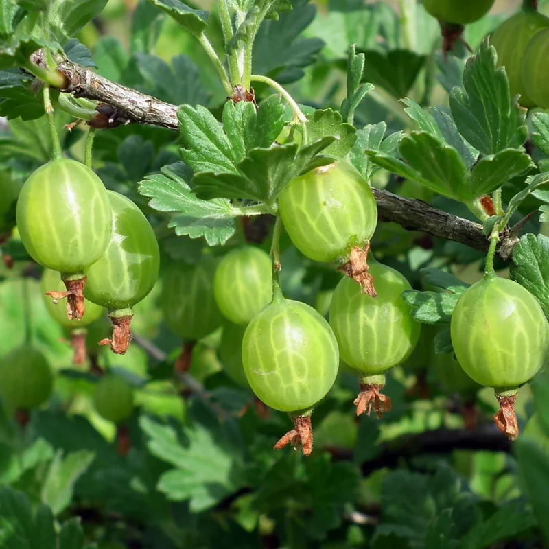 Bio-Stachelbeere 'Hinnonmäki grün'