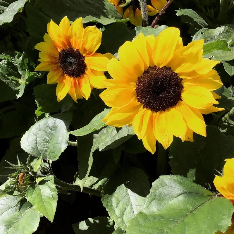 Helianthus, Sonnenblume Zohar F1 (BIO)