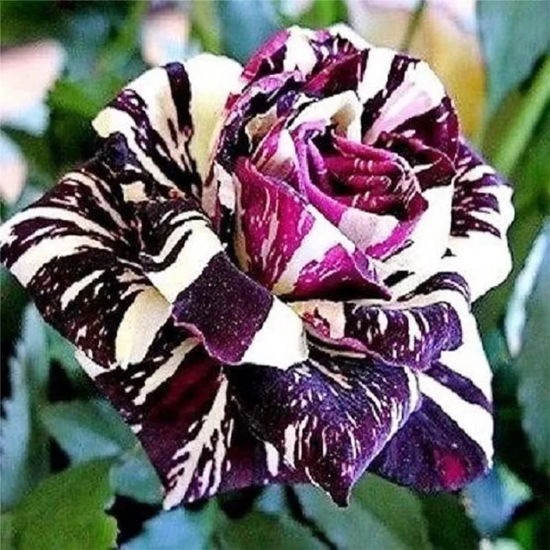 Black Dragon Rose Seeds – Rare Dark Bloom Garden Rose