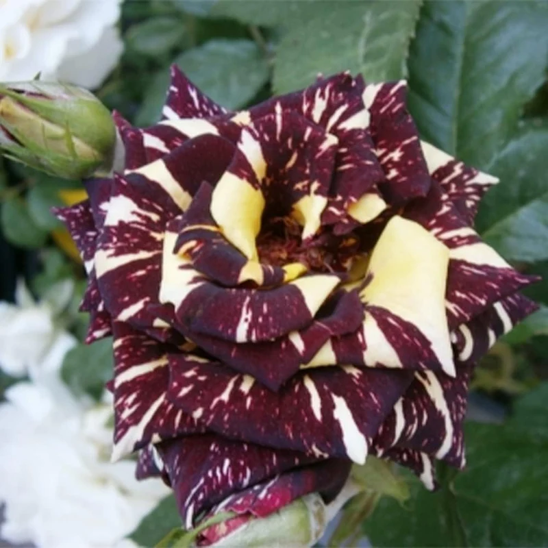 Black Dragon Rose Seeds – Rare Dark Bloom Garden Rose
