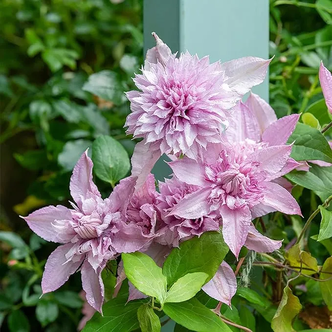 Double White Pink Clematis Seeds – Beautiful Climbing Blooms for Arbors & Garden Decor