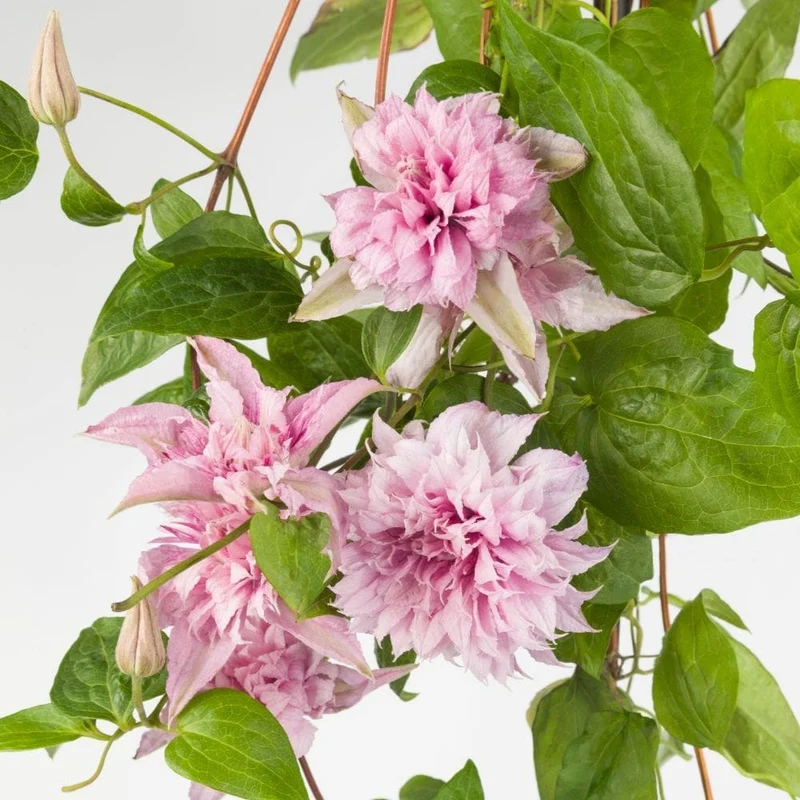 Double White Pink Clematis Seeds – Beautiful Climbing Blooms for Arbors & Garden Decor