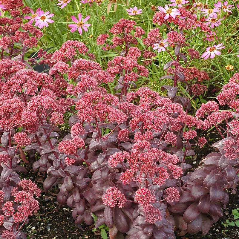 Sedum Seeds Showy Stonecrop Perennial Border Stonecrop Deer And Rabbit Resistant Drought Tolerant Attracts Pollinators