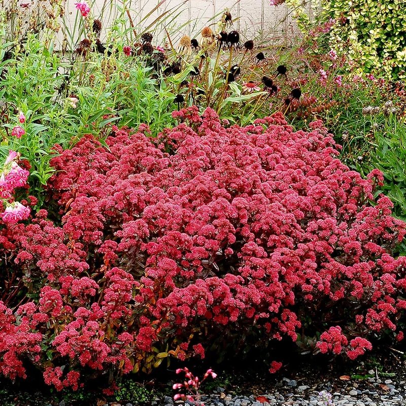 Sedum Seeds Showy Stonecrop Perennial Border Stonecrop Deer And Rabbit Resistant Drought Tolerant Attracts Pollinators