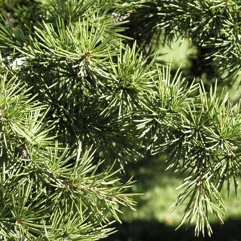 Cedrus libani Seeds – Cedar of Lebanon Low-Maintenance, Drought-Tolerant Evergreen Tree