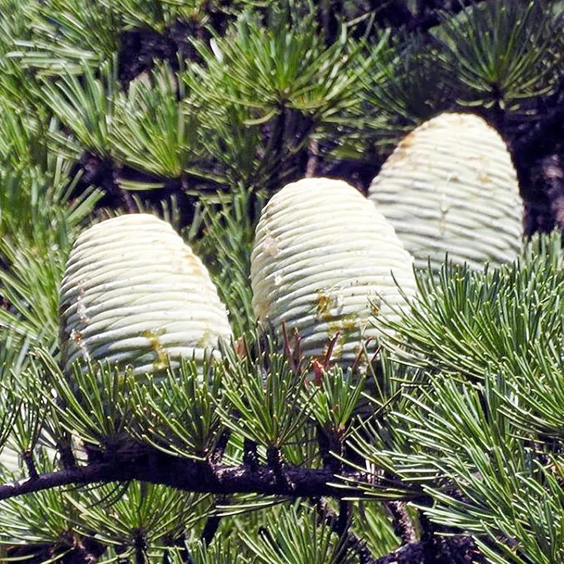 Cedrus libani Seeds – Cedar of Lebanon Low-Maintenance, Drought-Tolerant Evergreen Tree