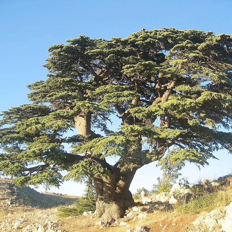 Cedrus libani Seeds – Cedar of Lebanon Low-Maintenance, Drought-Tolerant Evergreen Tree