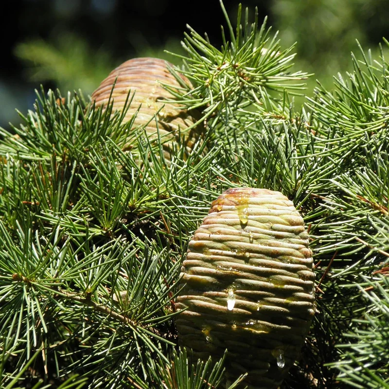 Cedrus libani Seeds – Cedar of Lebanon Low-Maintenance, Drought-Tolerant Evergreen Tree
