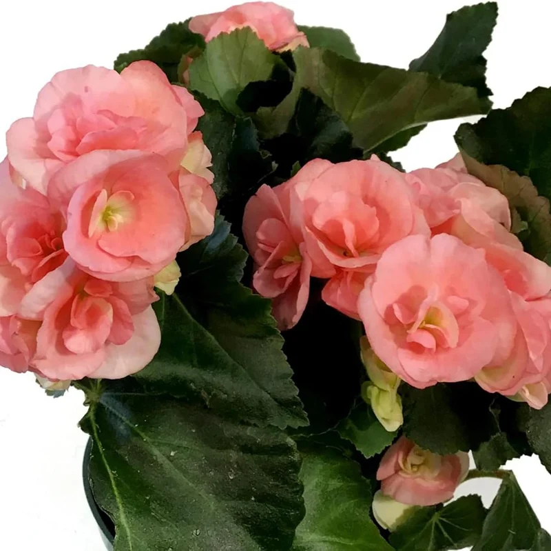 Begonia Seeds (Pink Rieger Begonia Seeds) - Showy Blooms and Attractive Foliage for Indoor and Outdoor Use