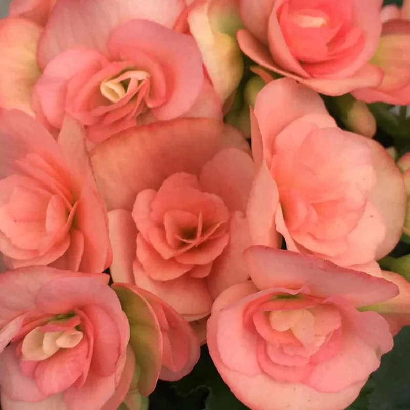 Begonia Seeds (Pink Rieger Begonia Seeds) - Showy Blooms and Attractive Foliage for Indoor and Outdoor Use